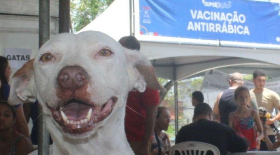 Começa neste sábado (12) a Campanha de Vacinação antirrábica. Confira datas e locais.
