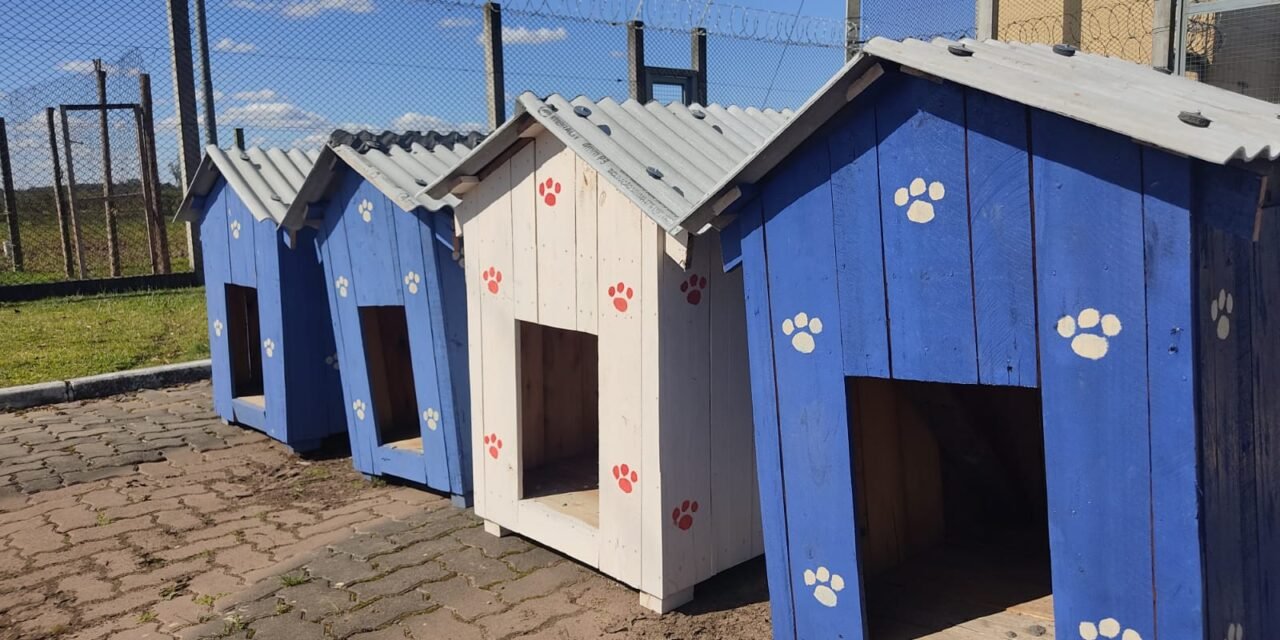 Projeto quer usar materiais reaproveitados para construir casinhas para animais de rua