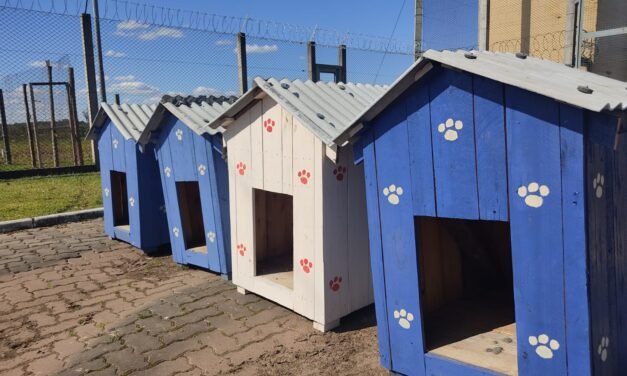 Projeto quer usar materiais reaproveitados para construir casinhas para animais de rua